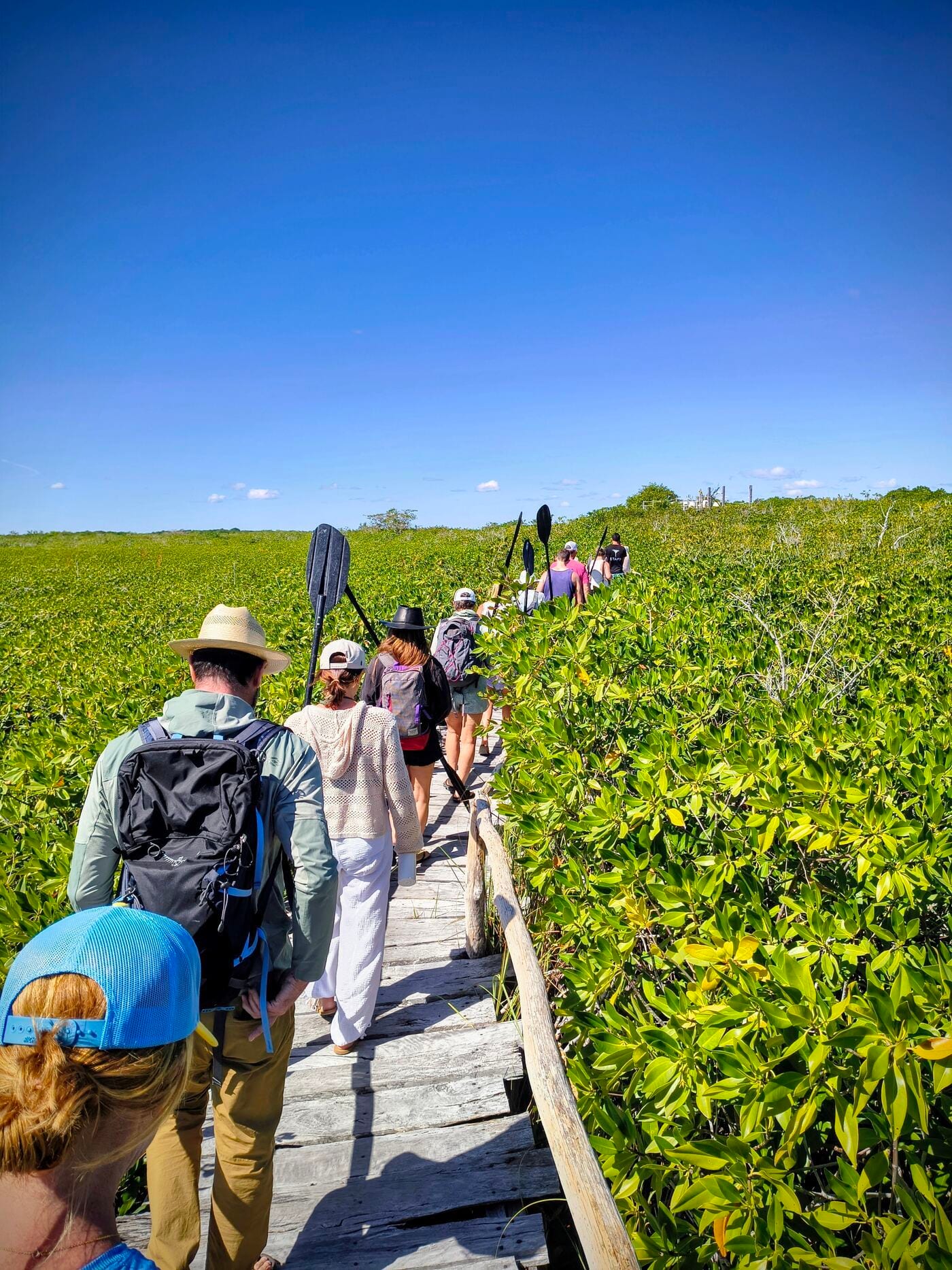 Mangrove Tour
